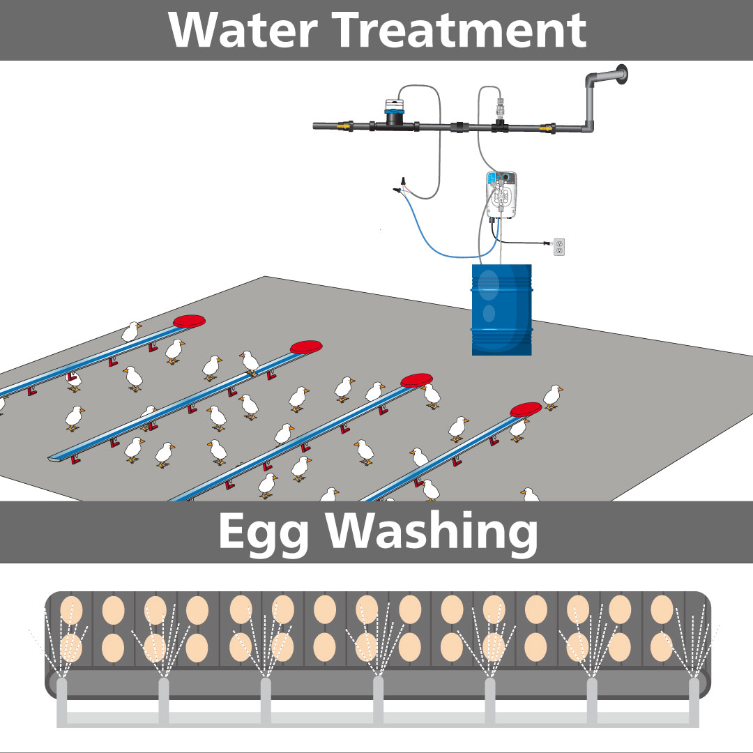Water Line Treatment Egg Washing Livestock Animal Health